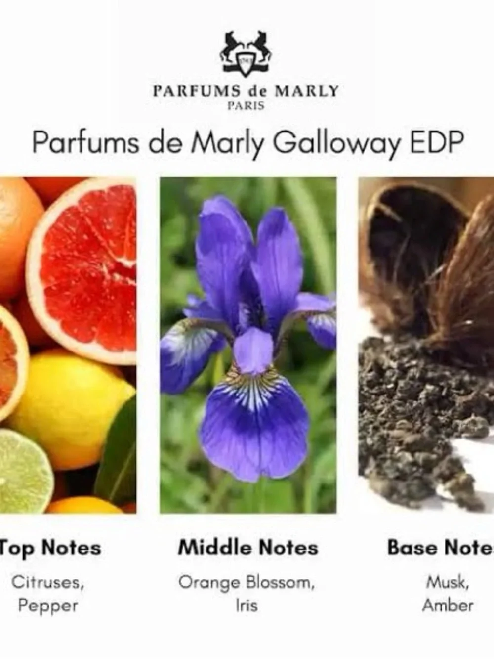 P de Marly Galloway